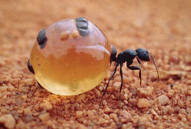 Favorite Images Of Ants 1 List