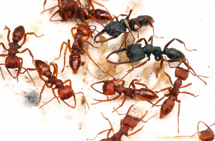 Favorite Images of Ants #1