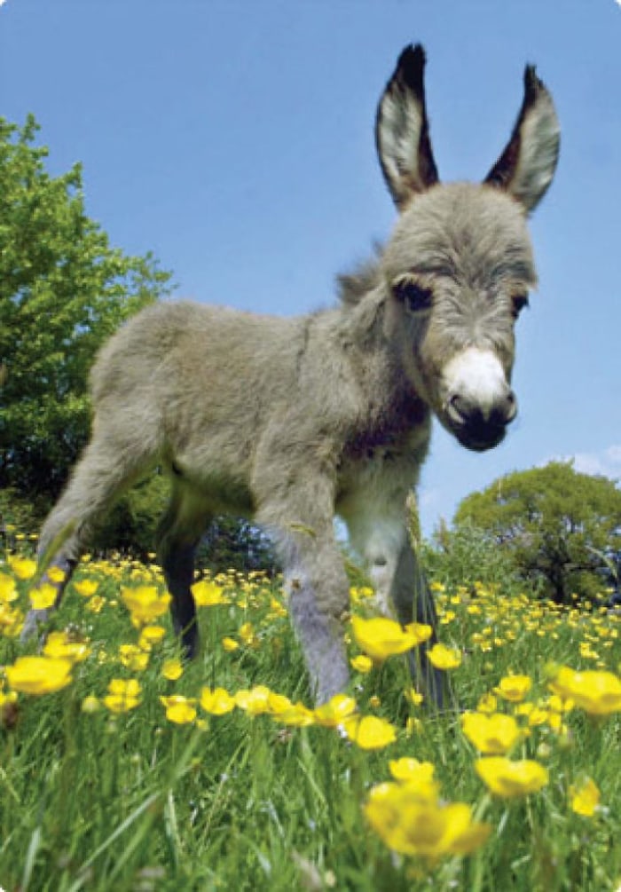 Cute Baby Donkeys List