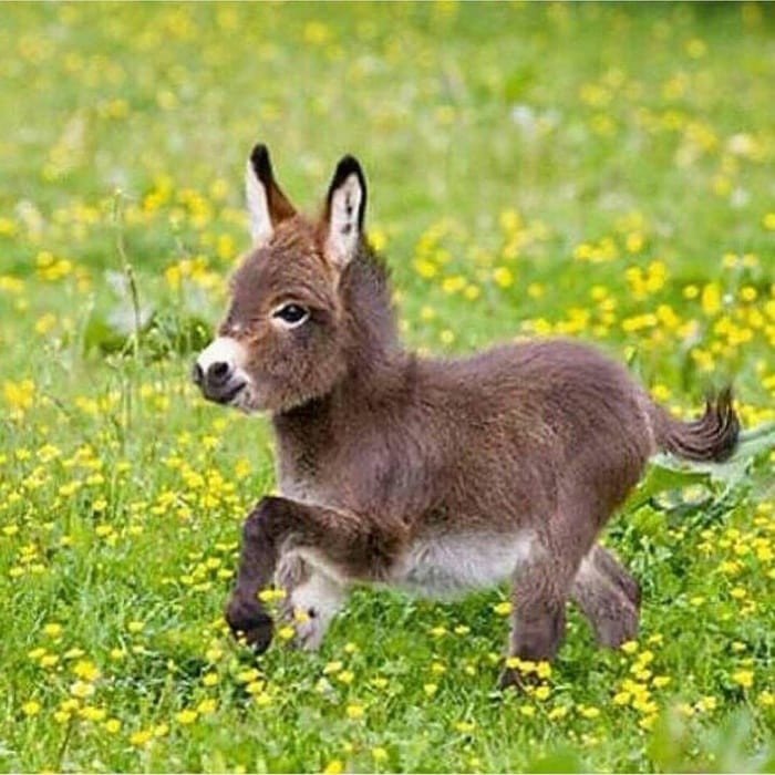 Cute Baby Donkeys List