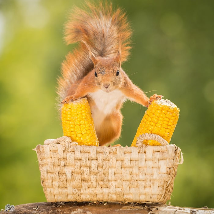 Animals Eating Corn List