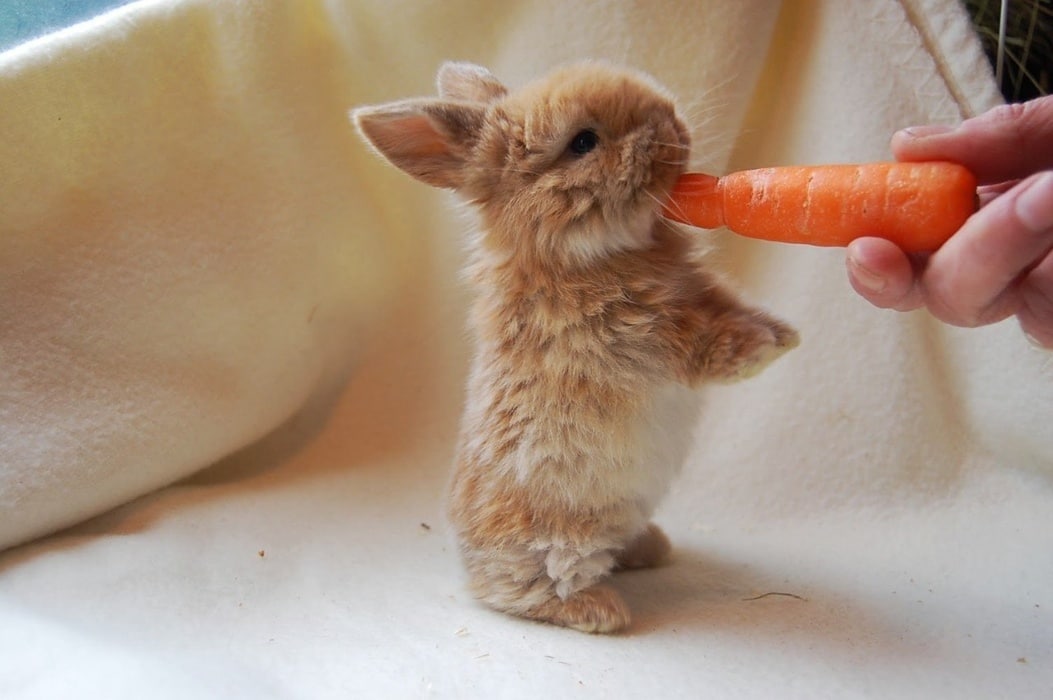 Animals Eating Carrots