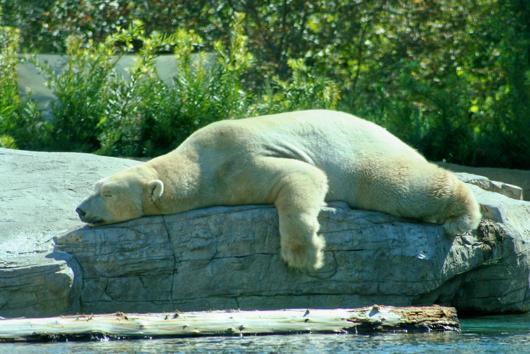 animals-sunbathing-list