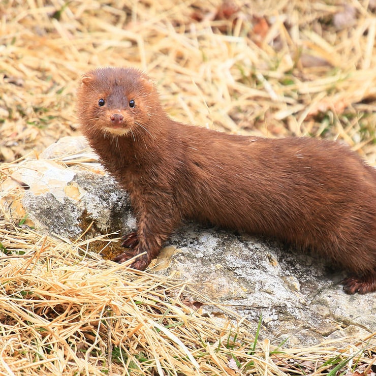 Animals in Iowa, USA