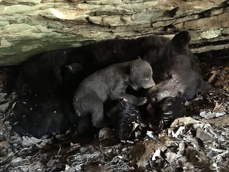 Animals in Missouri, USA