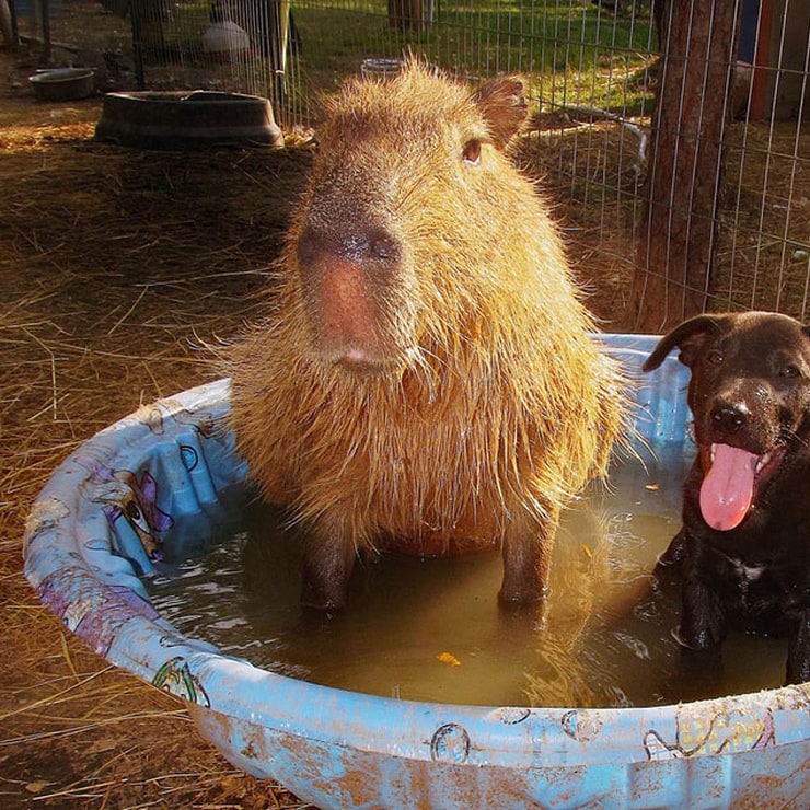 Dogs and Capybaras