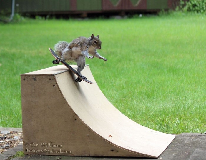 Animals On Skateboards list