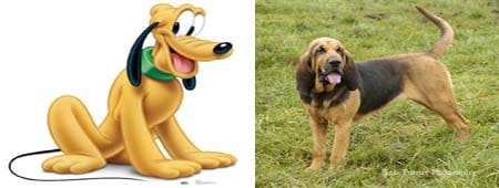 what dog breed is pluto