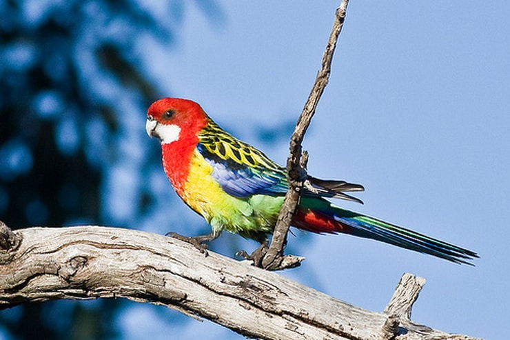The coolest and most beautiful birds in the world list