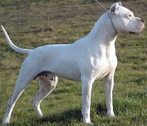 Dogo Argentino - Dog Breeds 
