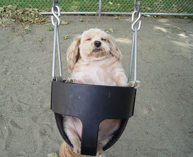 These dogs in the swing are very funny list