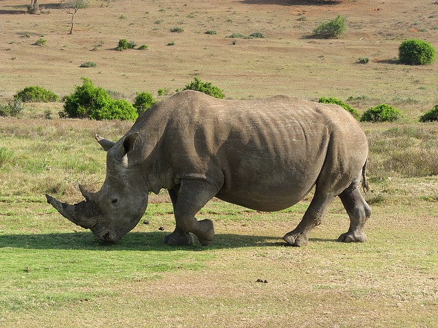 У носорога есть хвост. Dangerous animals Rhino. Картинки носорога Судана.