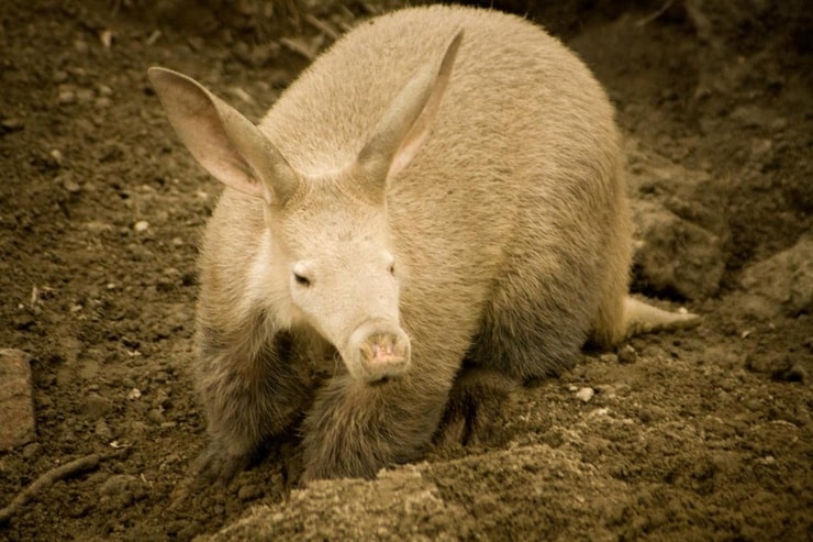 Favorite Images of Aardvarks