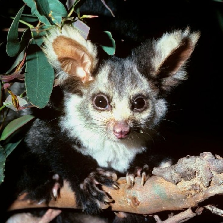 Favorite Images of Greater Gliders