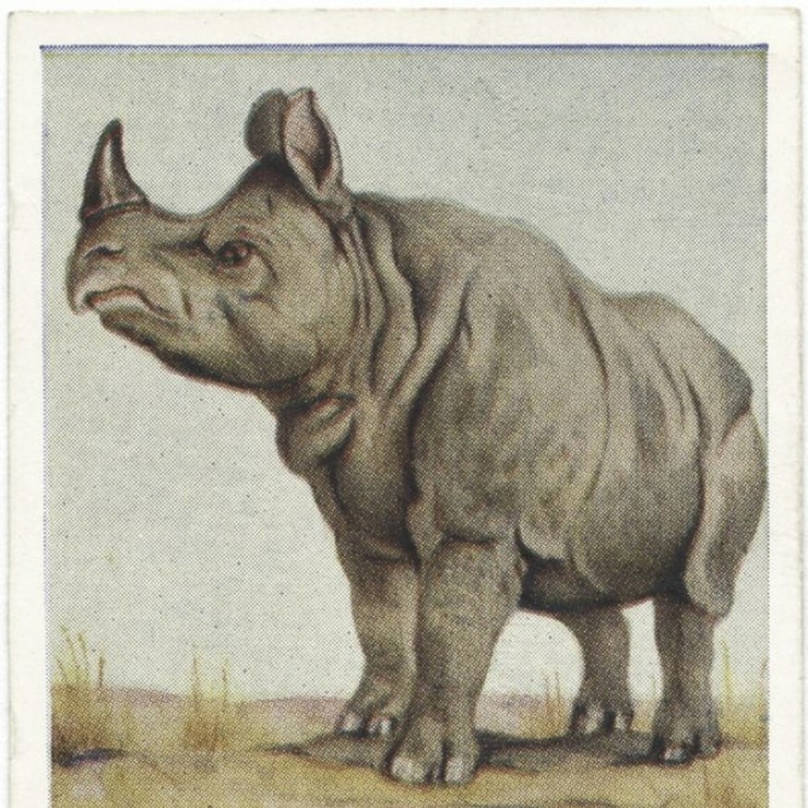 Cigarette Cards: Animal Studies (1936) list