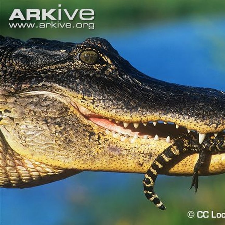 xlist alligator