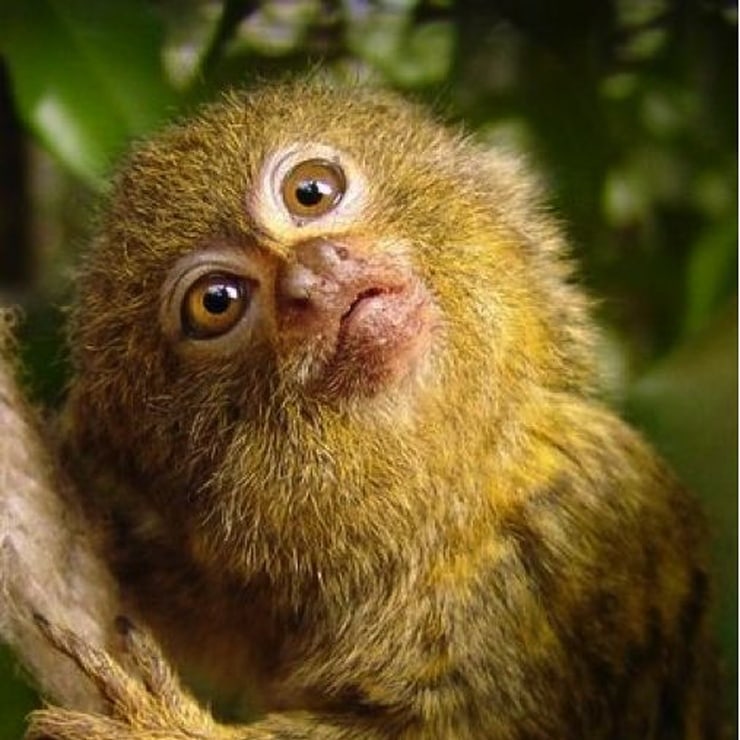 Favorite Images of Marmosets